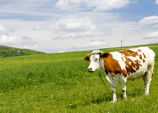 尚品承接北京農(nóng)學(xué)院網(wǎng)站建設(shè)項目